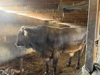 Bull, Swiss cattle — photo 2