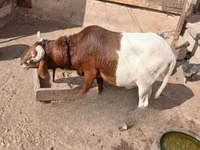 Widder, South meat sheep — Foto 1