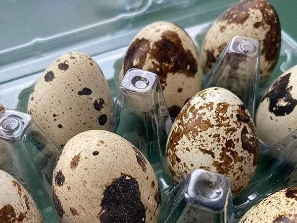 Quails — Kyrgyzstan