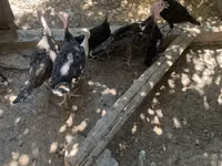 Turkeys — تصویر 4