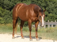 Mare, Quarter Horse — photo 3