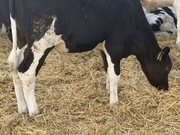 Bull, Russian Black pied cattle