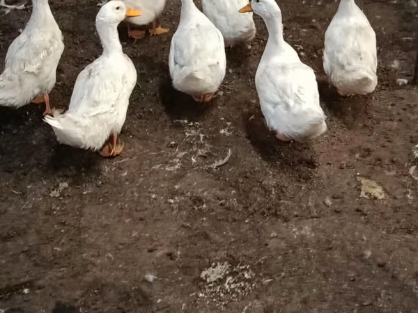 American Pekin — Azerbaijan