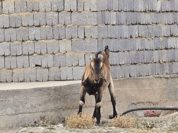 Billy Goat, Nubian Goat — Kazakhstan