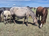 Mare, Kazakh horse — photo 3