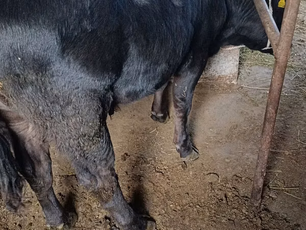 Bull, Aberdeen-Angus