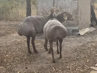 암양, Arashan sheep — 사진 5