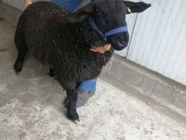 Sheep, White Suffolk sheep