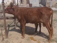 公牛, Cattle — 照片 2
