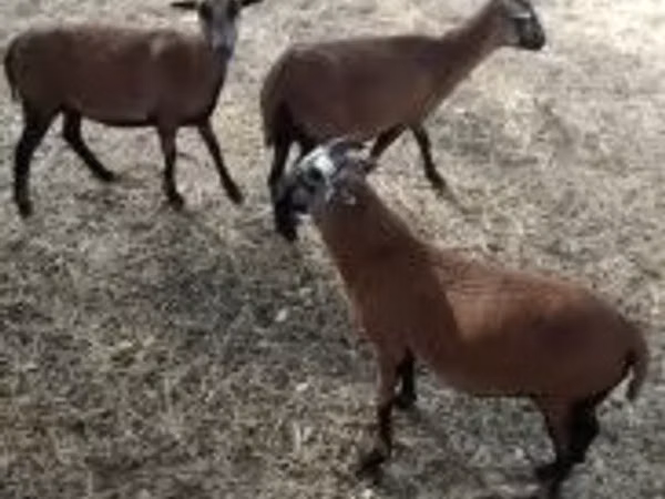 Ram, Cameroon sheep