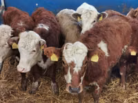 Үхэр (бүлэг, хүйс заагаагүй), Simmental cattle — 5 зураг
