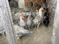 Chickens — புகைப்படம் 2