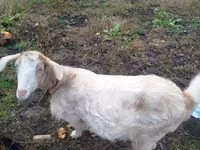 Ri’ dhaddig, Goats — sawirka 2