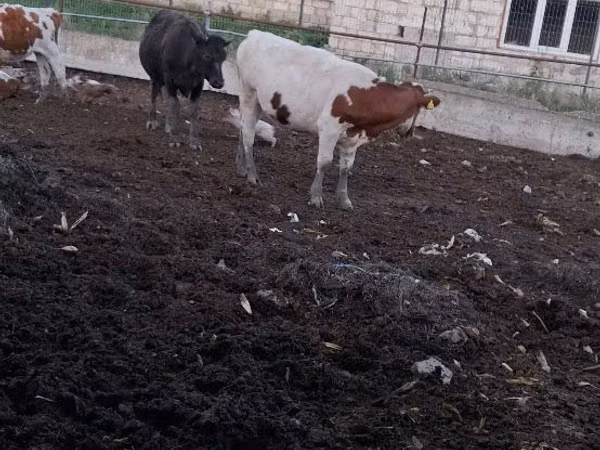 Cow, Cattle — Moldova