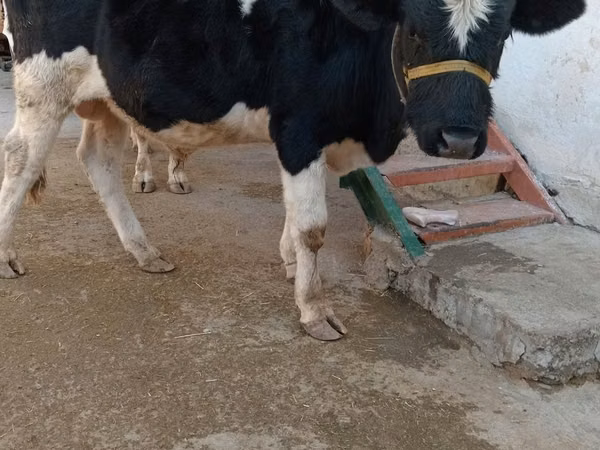 Bull, Cattle — Uzbekistan