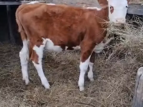 Cow, Simmental cattle
