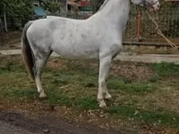 घोड़ी, Hungarian horse breed — फ़ोटो 1