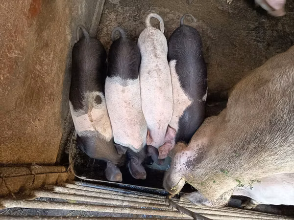 Sow, Pigs — Moldova
