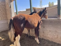 Koně (série, pohlaví neuvedeno), Kyrgyz Horse — foto 8