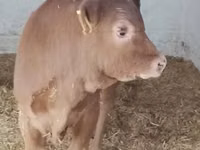 Stier, Limousin koe — foto 3