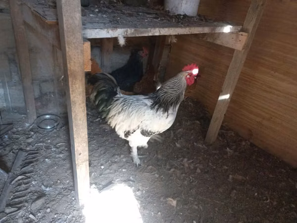 Chickens