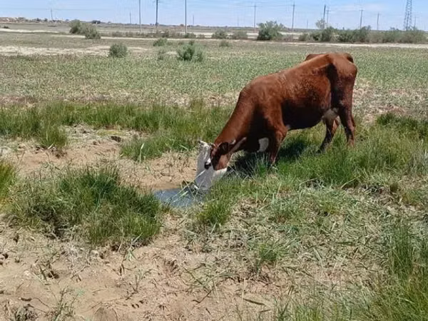Cow, Cattle — Kazakhstan