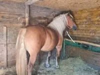 Mare, Horses — photo 5