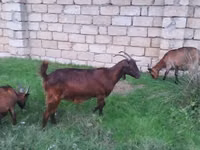 Ямаа, Alpine goat — 4 зураг