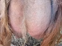 Goat, Goats — photo 2