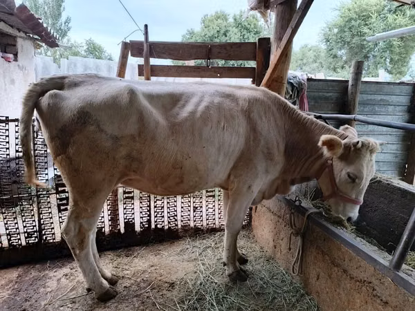Cow, Simmental cattle — Kyrgyzstan