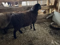 የጎትት አውራ በግ, Sheep — ፎቶ 4