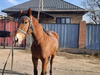 Ngựa đực, Kazakh horse — ảnh 7