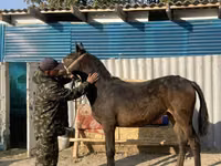 马匹（批次，未指定性别）, Horses — 照片 2