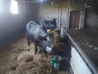 Mucca, Bovini — foto 1