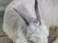 Echki, Alpine goat — 3-rasm