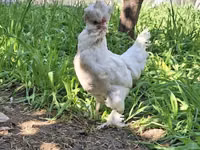 Chickens — photo 4