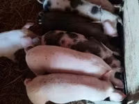 Sow, Pigs — photo 2