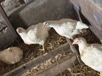 Chickens — foto 2