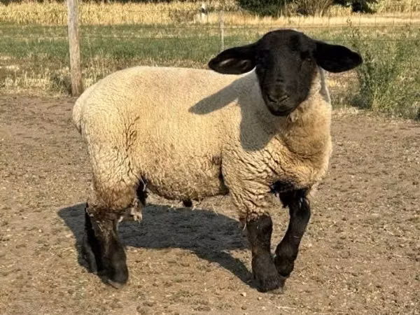 Ram, White Suffolk sheep — Hungary