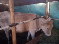 গাভী, Latvian Blue cattle — ছবি 1