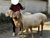 میش, Arashan sheep — عکس 1