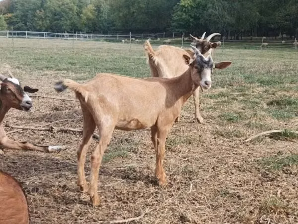Goat, Alpine goat — Hungary