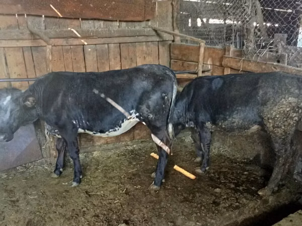 Cow, Belgian Blue — Kyrgyzstan
