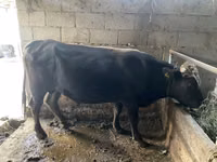 Bull, Aberdeen-Angus — photo 2