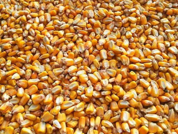 Cumpar 10 tone de graunta in saci aduse acasa cu 3 lei/kg