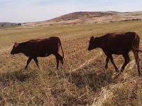 公牛, Cattle — 照片 2