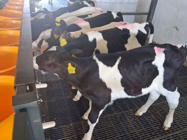 Bull, Russian Black pied cattle — Poland