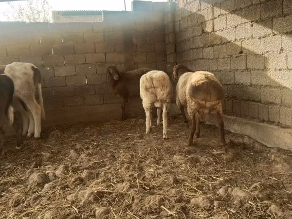 绵羊（批次，未指定性别）, Sheep
