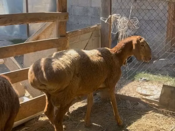 Ram, Arashan sheep — Kazakhstan