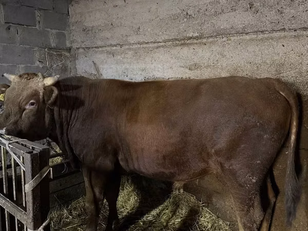 Bull, Cattle